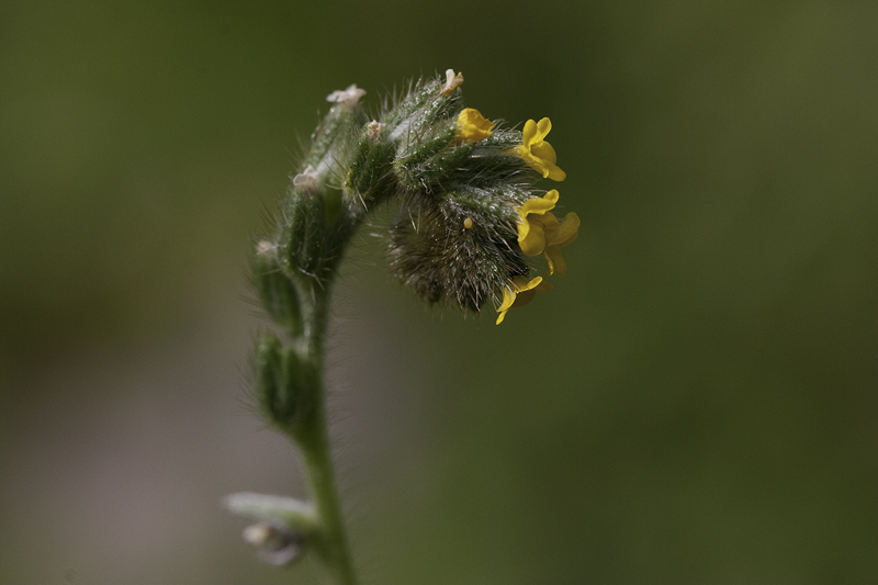 Fiddleneck