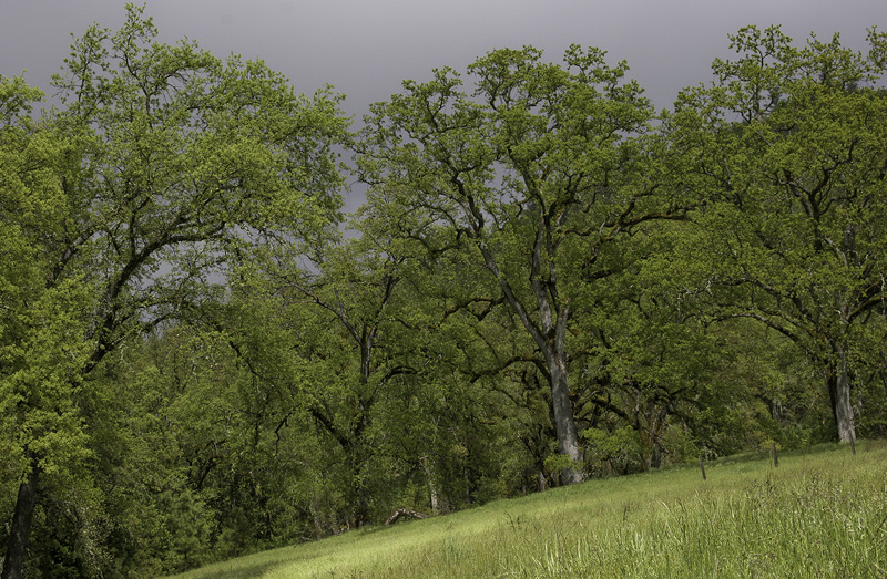 Protecting What's Left