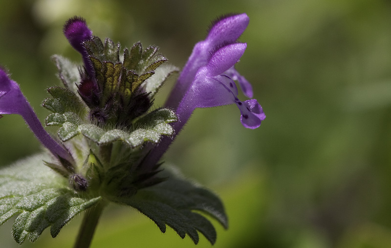 Savanna in the Sierra