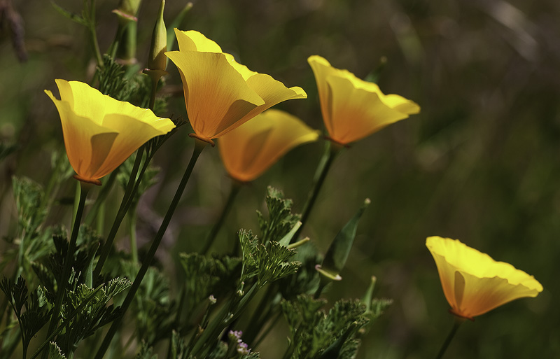 The Other Kind of Gold