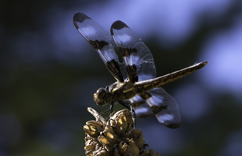 The Wind Beneath His Wings