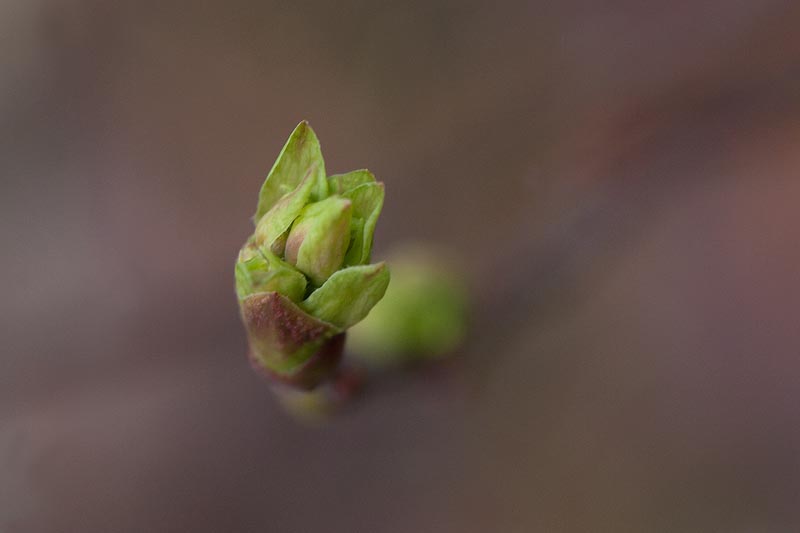 Budding