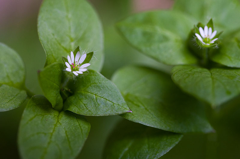 The First Wildflower