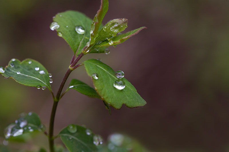 Spring Rain