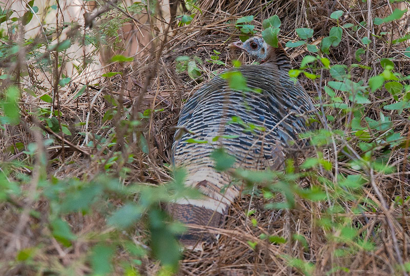 Mama on Her Nest Mama on Her Nest