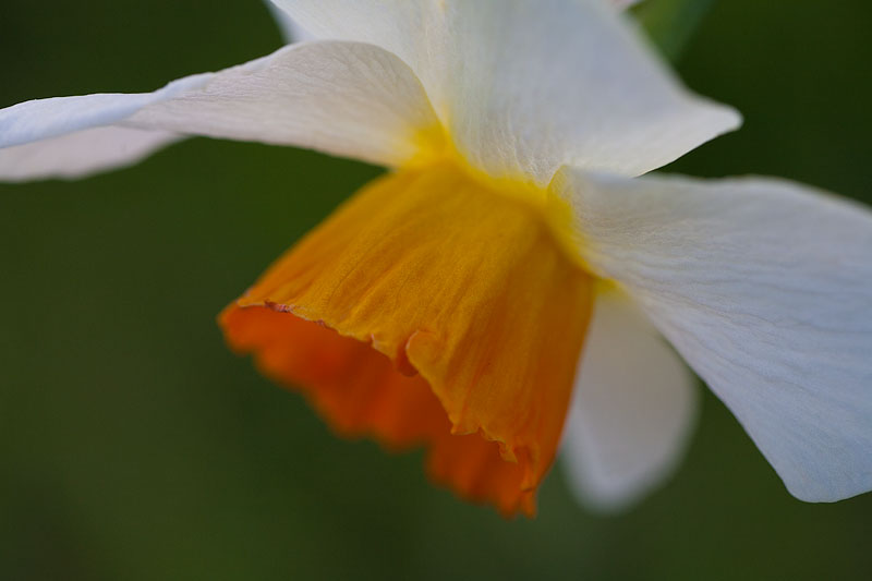 Fancy Daffodil Trio: Number 1