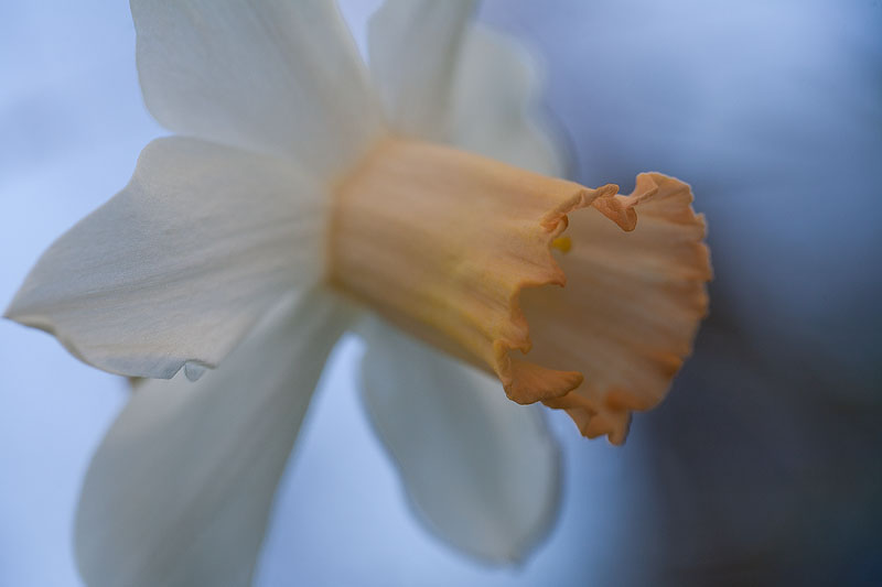 Fancy Daffodil Trio: Number 3