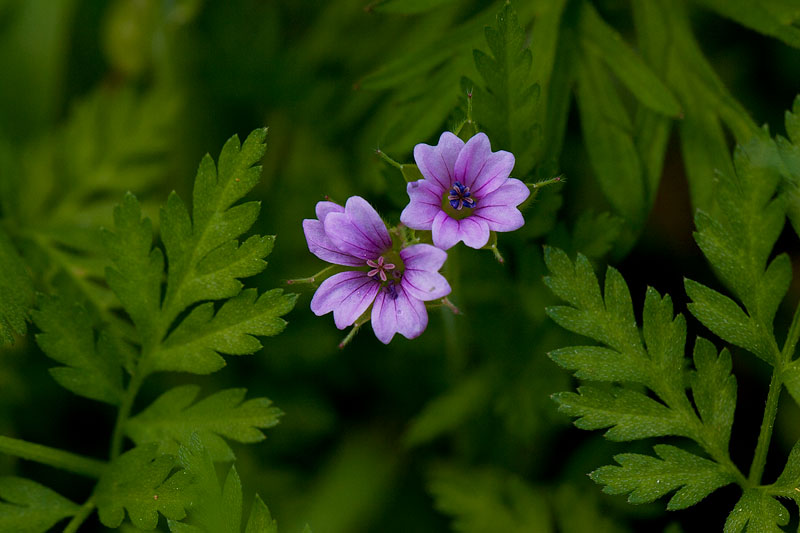 Complementary Colors