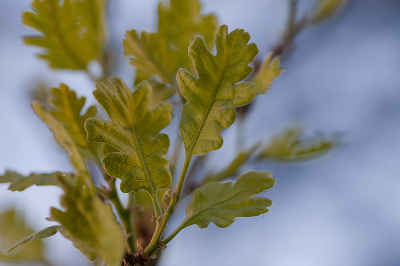 Sleeping Giants Awaken