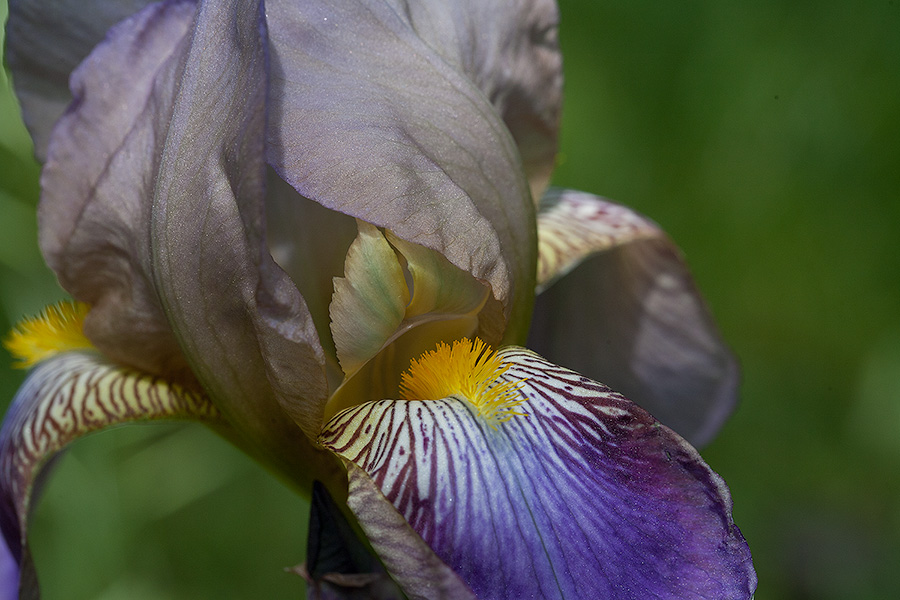Iris Show: Lavendar