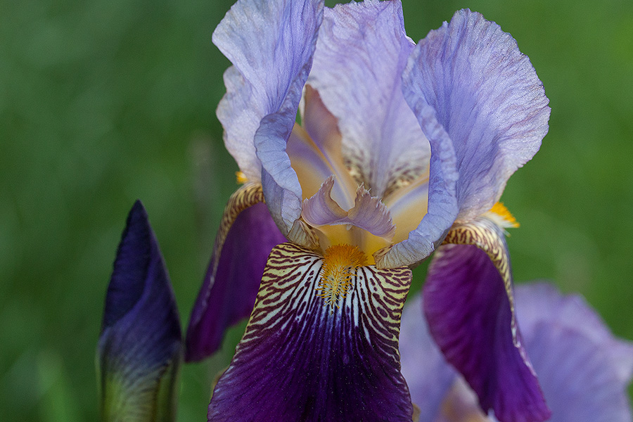 Iris Show: Deep Purple