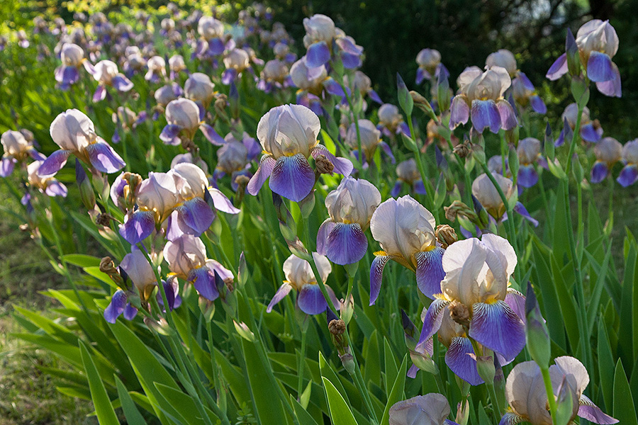 Iris Explosion