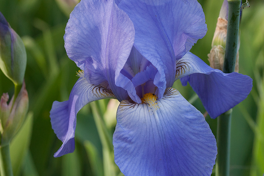 Iris Show: Periwinkle