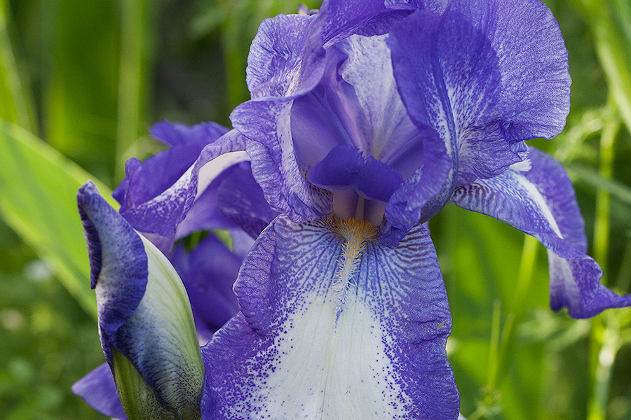 Iris Show: Purple Spotted