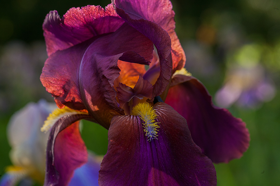 Iris Show: Burgundy