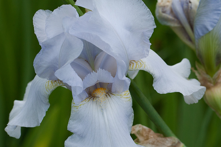 Iris Show: Soft Periwinkle