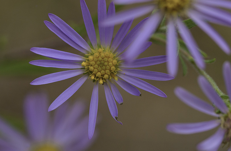 Heard of late bloomers, but...