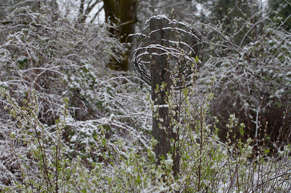 Homage to Spring Snowstorms 3