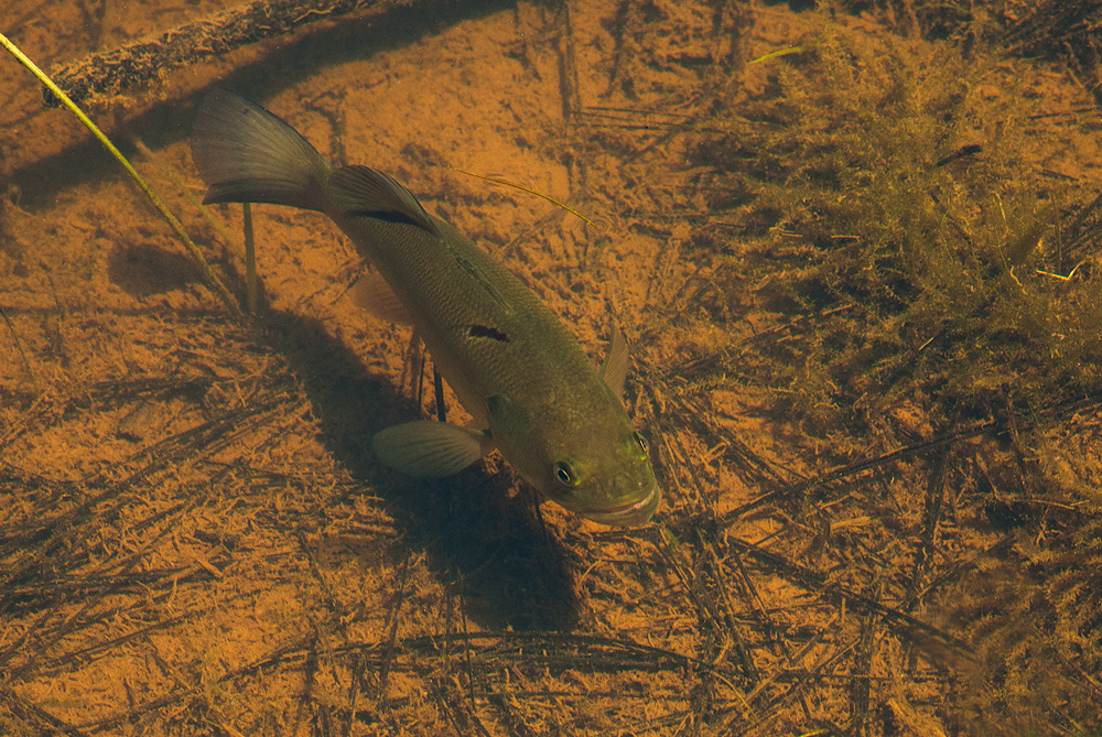 Big Mouth Billy Bass