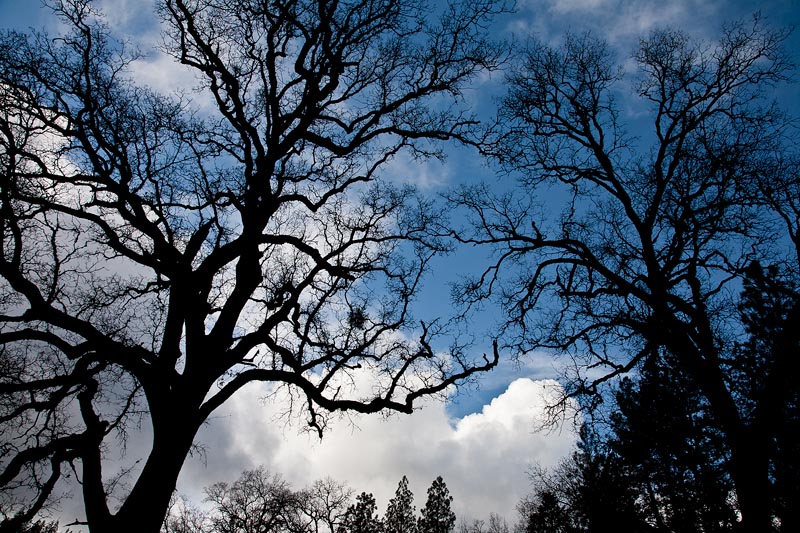 Valley Oaks Map the Sky