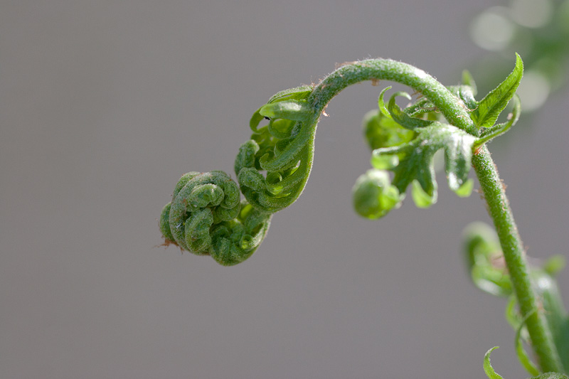 Fiddlehead