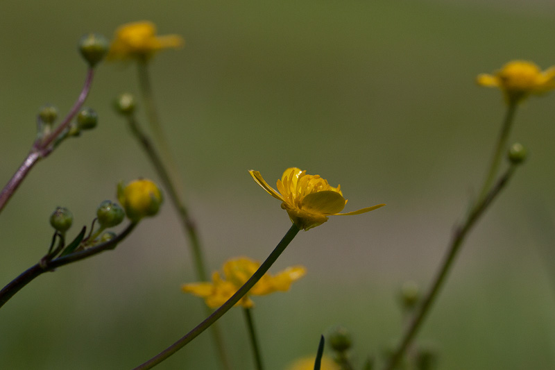 Buttercup, Buttercup