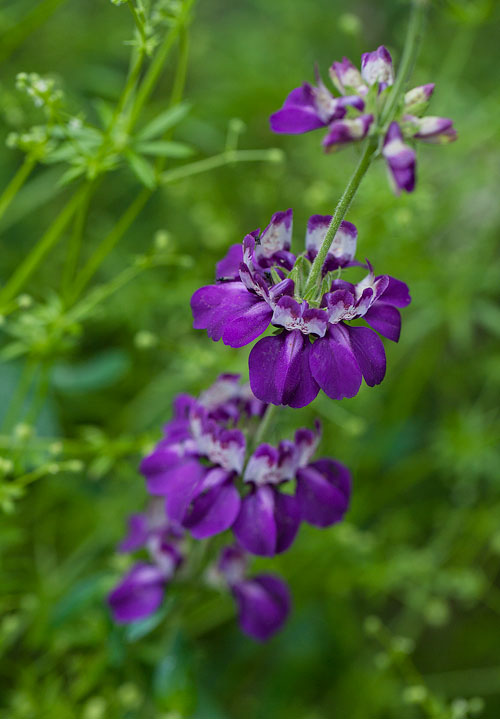 Pagodas in the Meadow