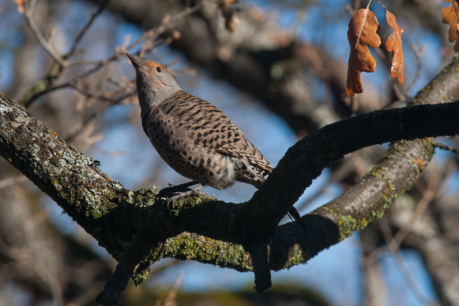 Northern Flicker