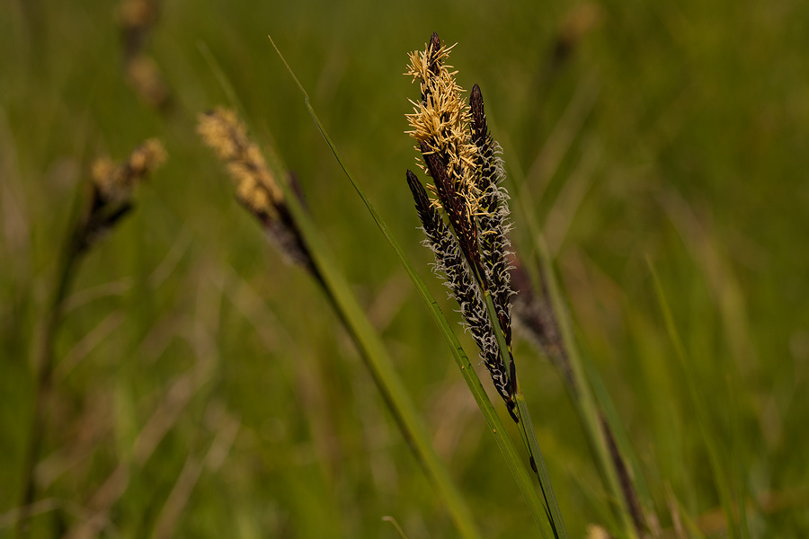 Sedges Have Edges