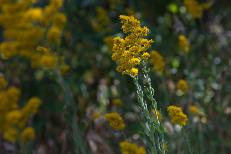 Golden Rods