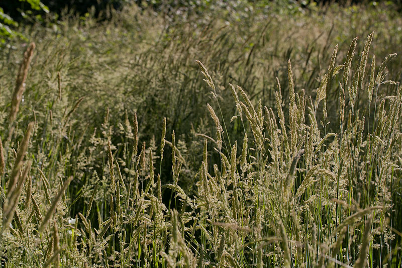 Splendor in the Grasses
