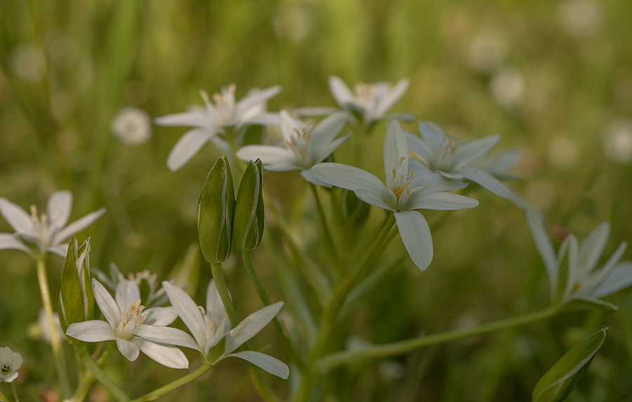 Amongst the Grass