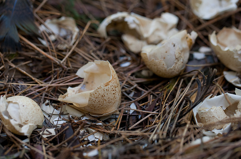 Hatched and On The Move