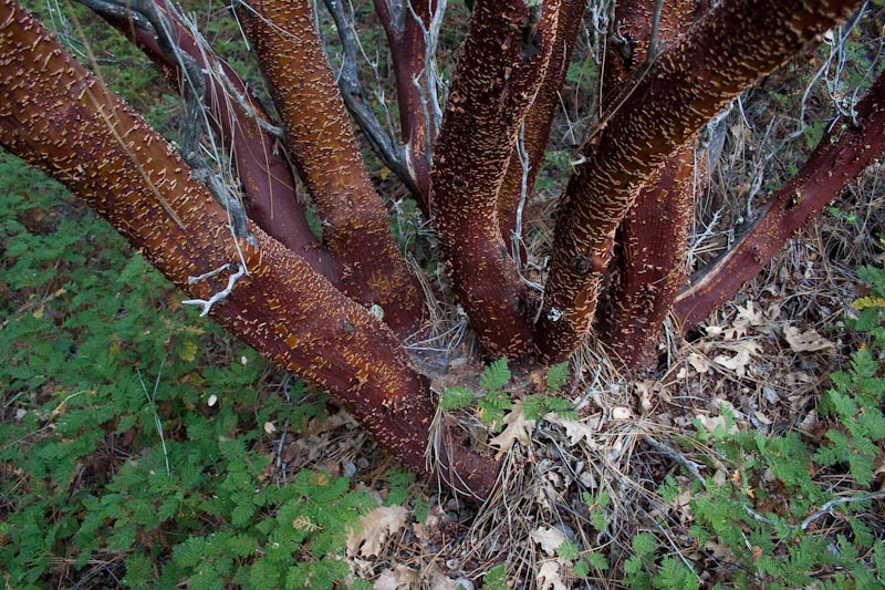 Unmistakable Red of Manzanita