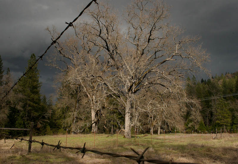 Monarchs of the Meadow