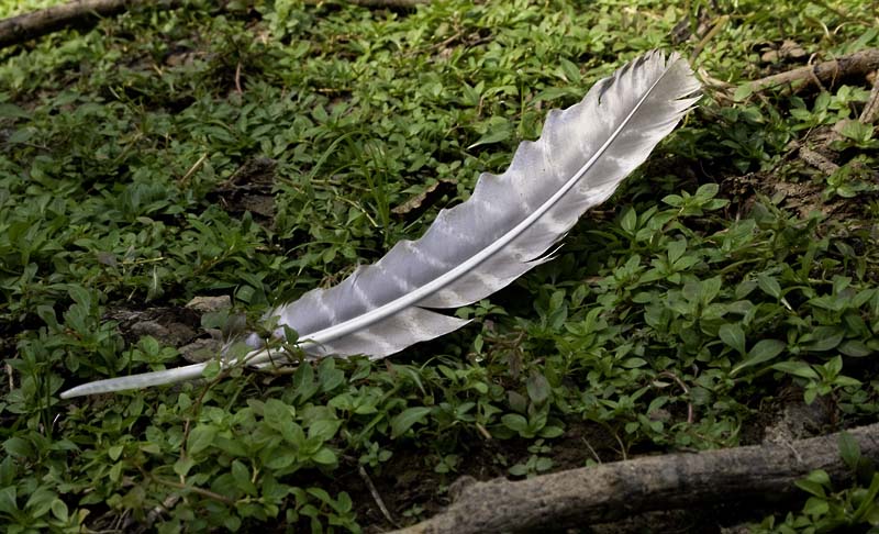 Trail of the Turkeys