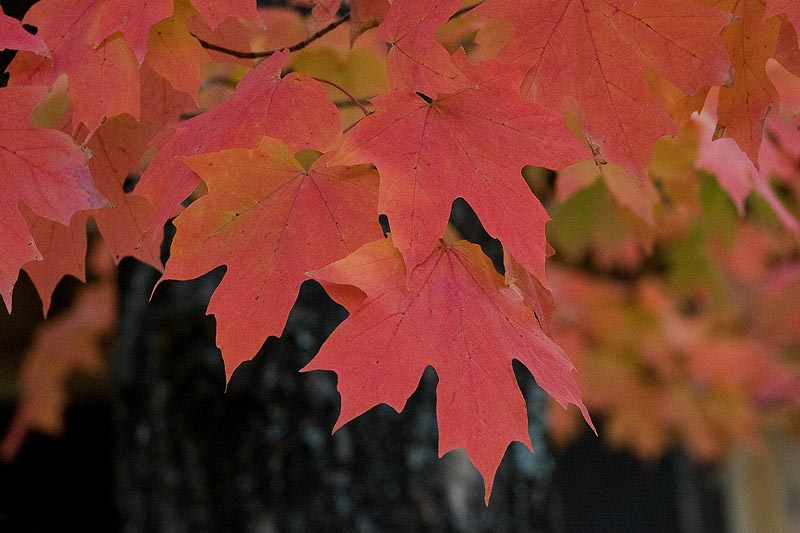 Our Eastern Fall Palette