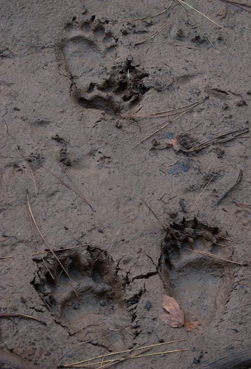 Amblin' through the mud