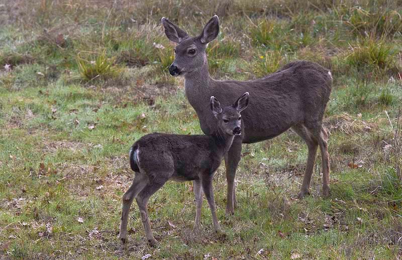 Doe and Fawn