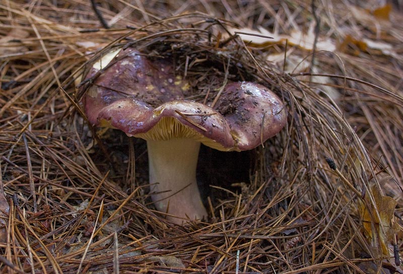 A Woodland Russula