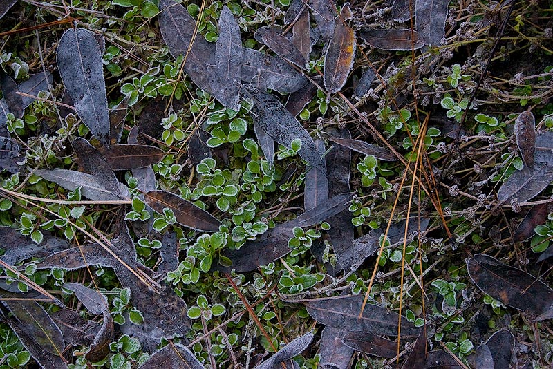 Brown, Green and White