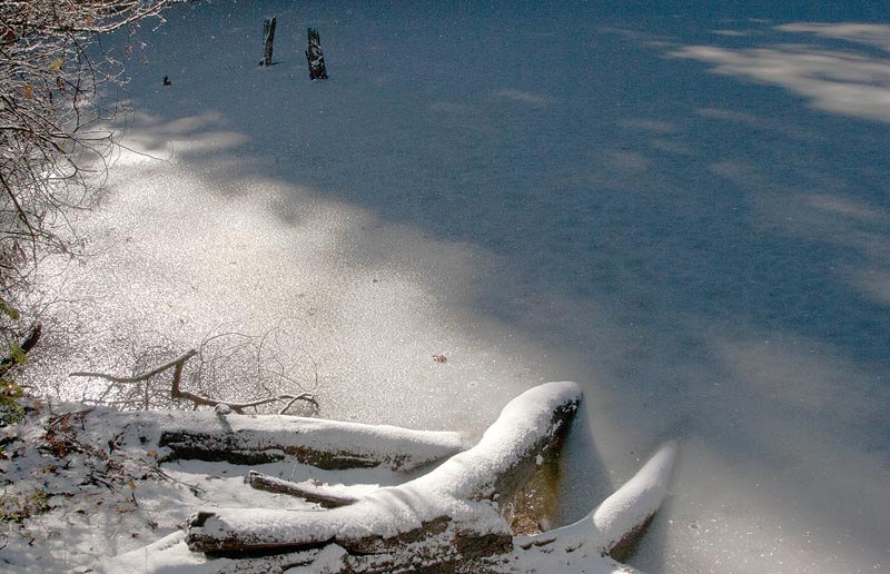 Coolness at Pond Edge