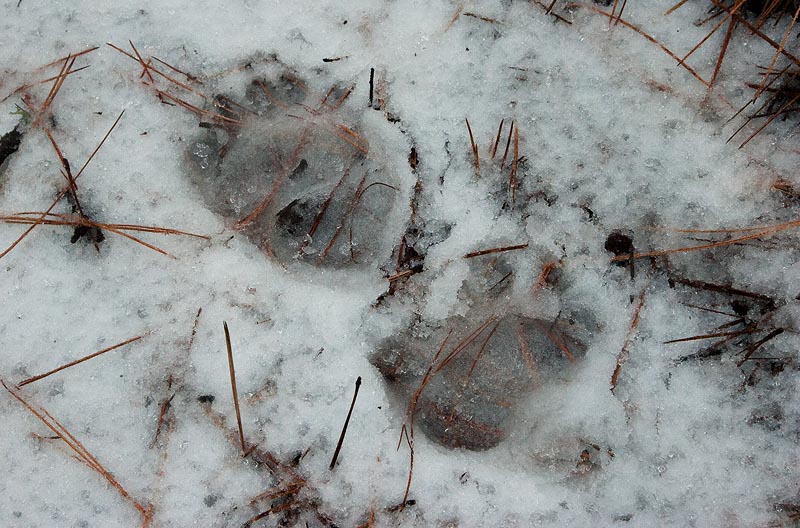 Winter Traveler Winter Traveler