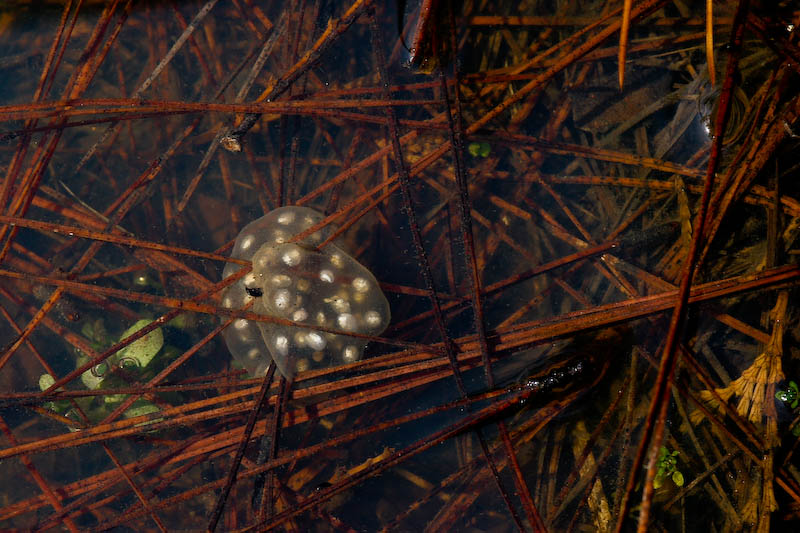 Pollywogs in the Making