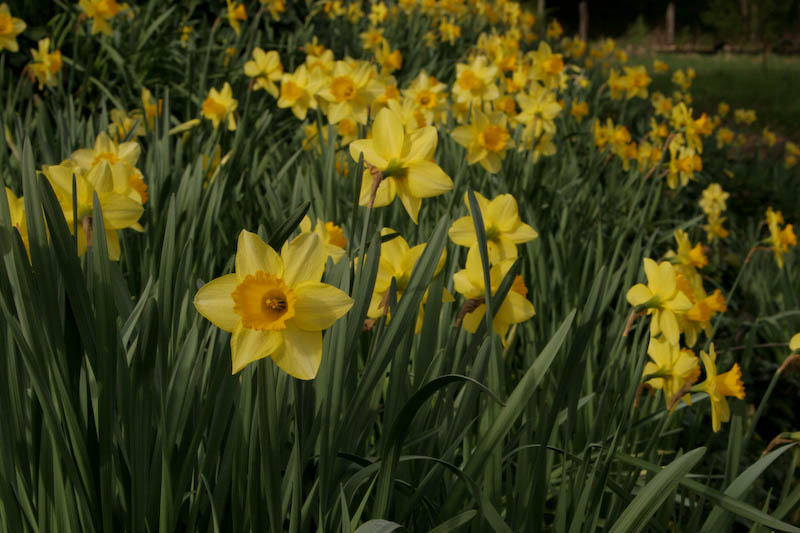Our Daffodil Hill