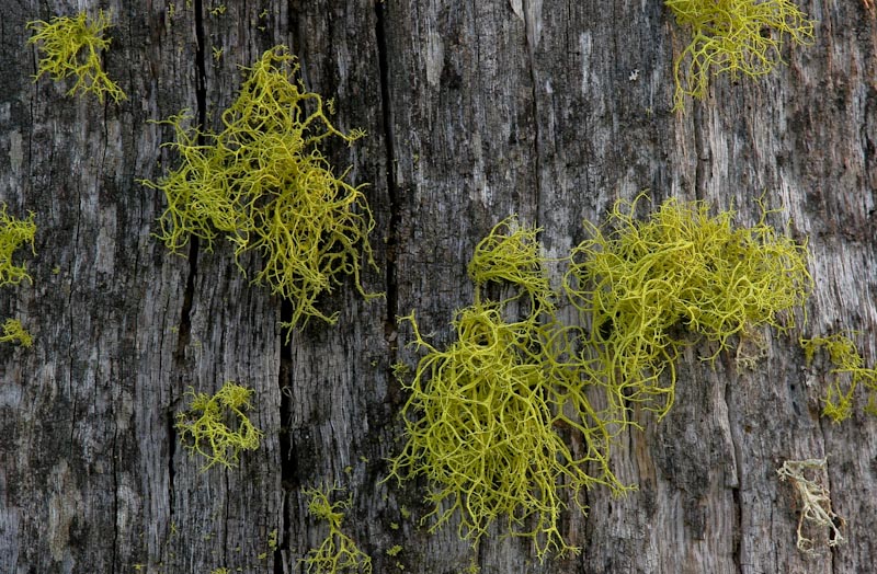 Lichen It