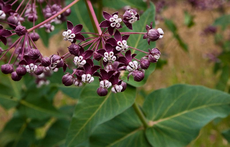 Attraction Repulsion