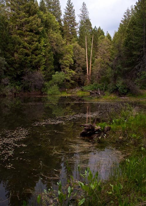 Forest Pond