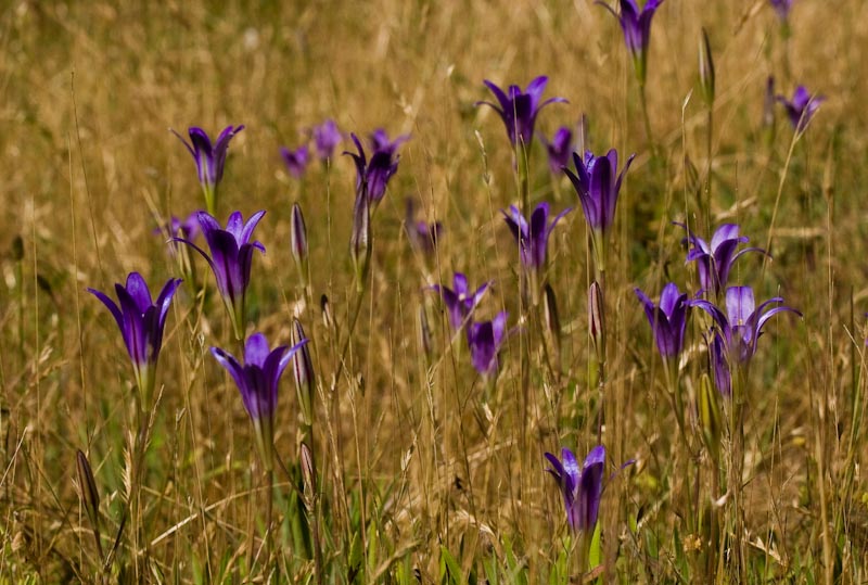 Splendor in the Grass