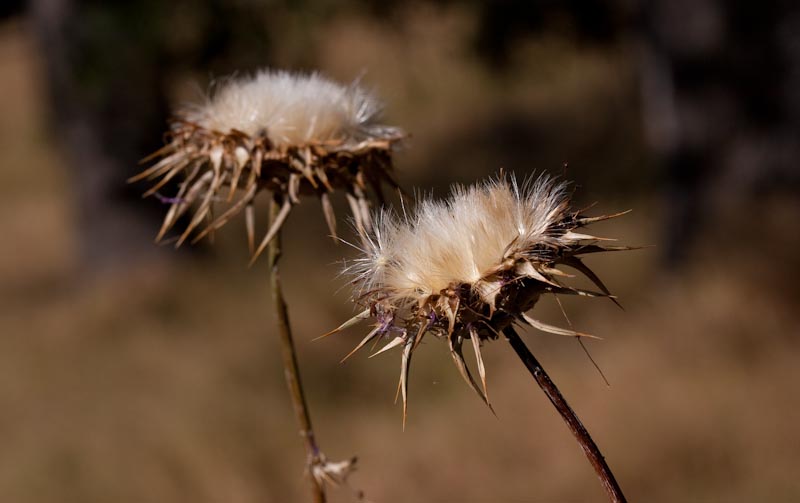 Next Yearâ€™s Problem